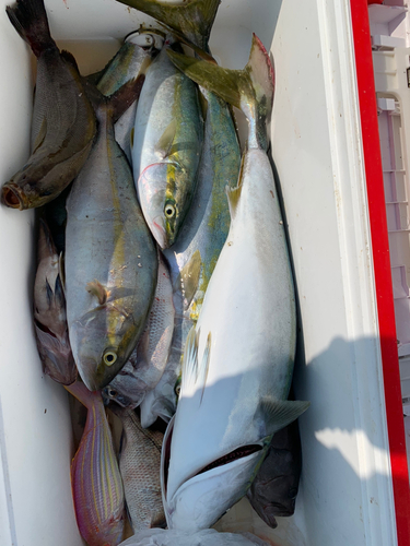 ハマチの釣果