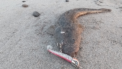 マゴチの釣果