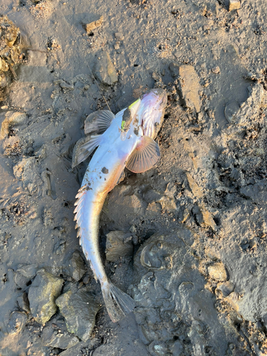 マゴチの釣果