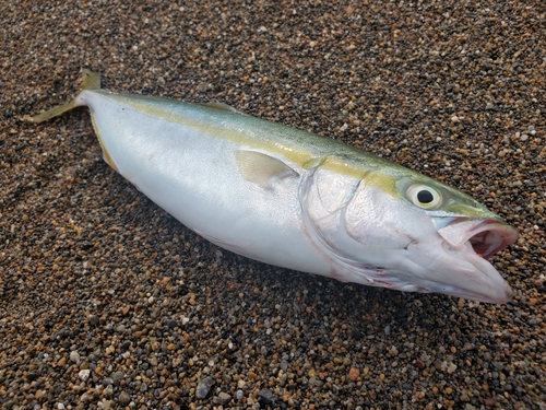 ワカシの釣果