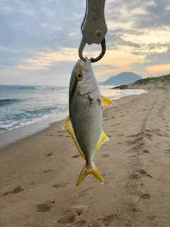 ショゴの釣果