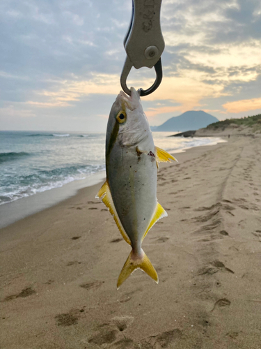 ショゴの釣果