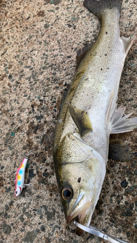 シーバスの釣果