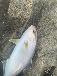 ショゴの釣果