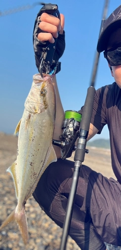 ショゴの釣果