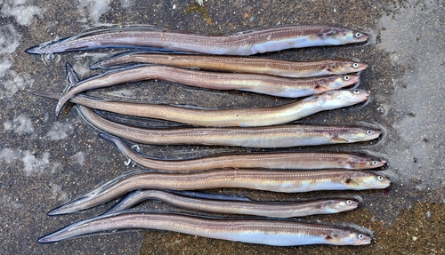 アナゴの釣果