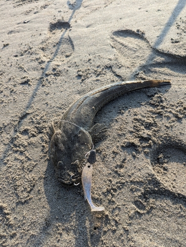 マゴチの釣果