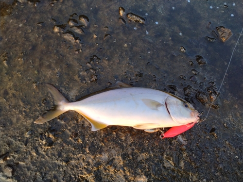 ショゴの釣果