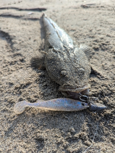 マゴチの釣果