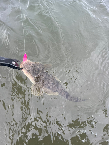 マゴチの釣果