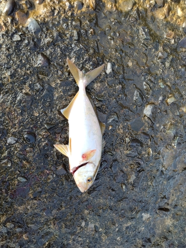 ショゴの釣果