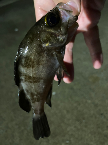 メバルの釣果