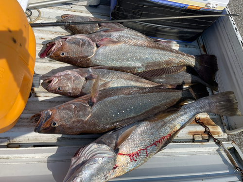 オオニベの釣果