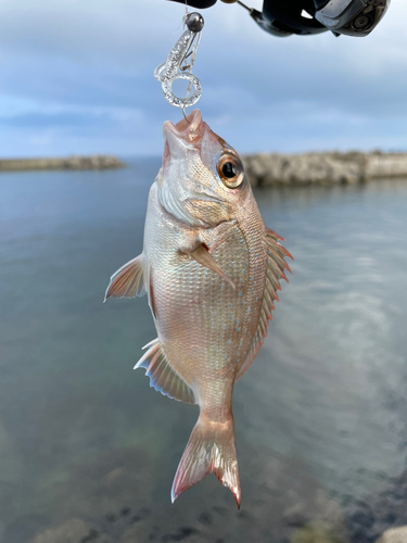 タイの釣果