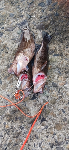 オオモンハタの釣果