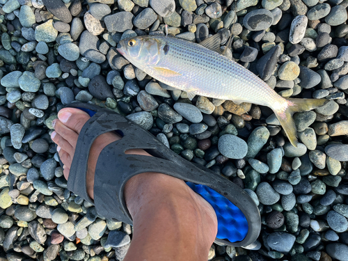 コノシロの釣果