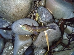 アナハゼの釣果