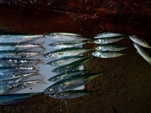 マサバの釣果