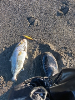 ショゴの釣果