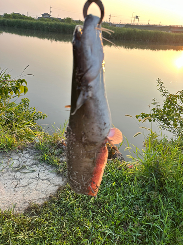 ナマズの釣果