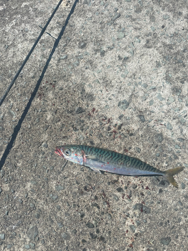 サバの釣果