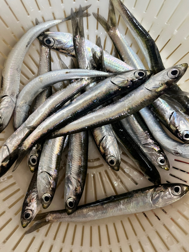 カタクチイワシの釣果