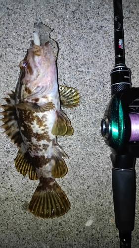 タケノコメバルの釣果