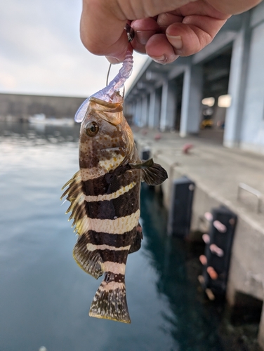 アオハタの釣果