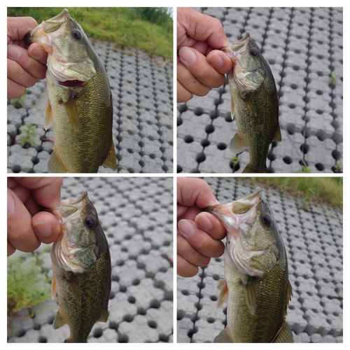 ブラックバスの釣果