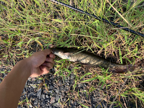 ニホンナマズの釣果