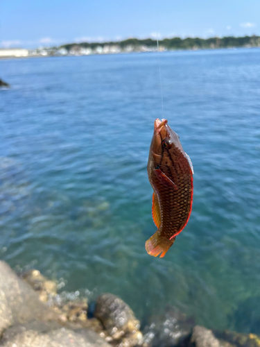 ベラの釣果