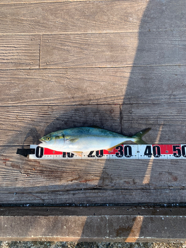 イナダの釣果