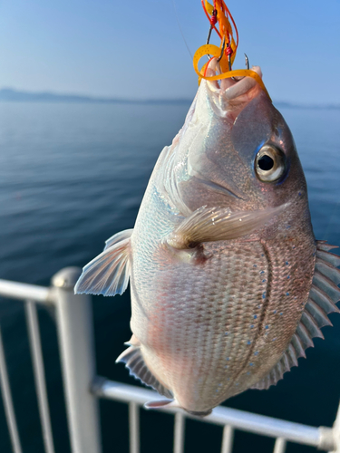 マダイの釣果