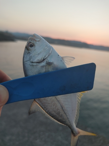 イケカツオの釣果