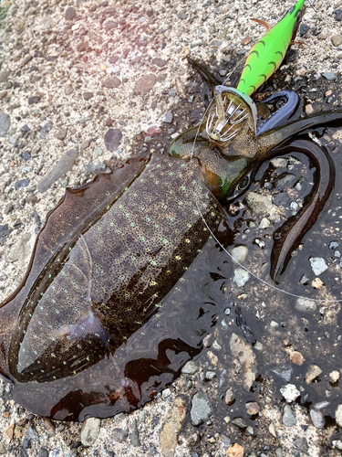 アオリイカの釣果