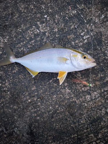 ショゴの釣果