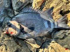 イシダイの釣果