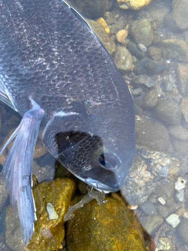 チヌの釣果