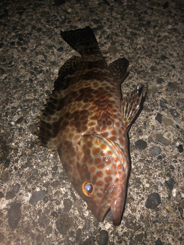 オオモンハタの釣果