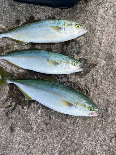 ワカシの釣果