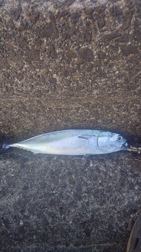 ソウダガツオの釣果