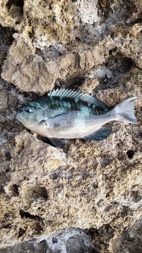 グレの釣果