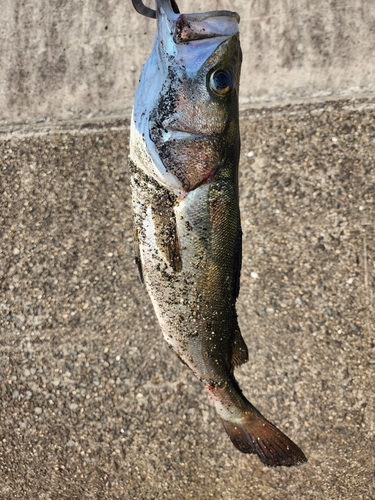 スズキの釣果