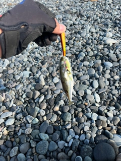 シロサバフグの釣果