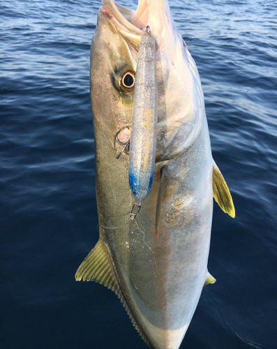 ヒラマサの釣果