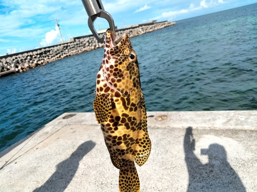 イシガキハタの釣果