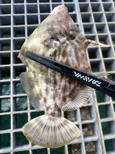 カワハギの釣果