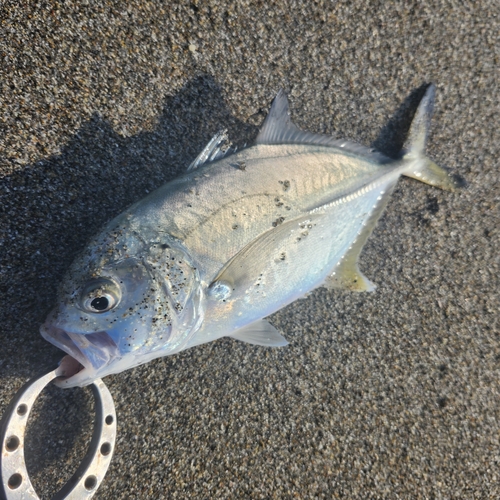 メッキの釣果