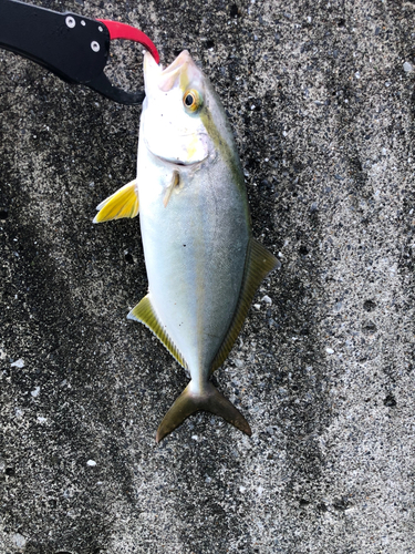 ショゴの釣果