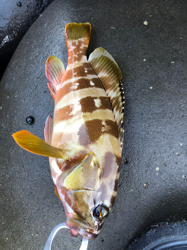 アカハタの釣果